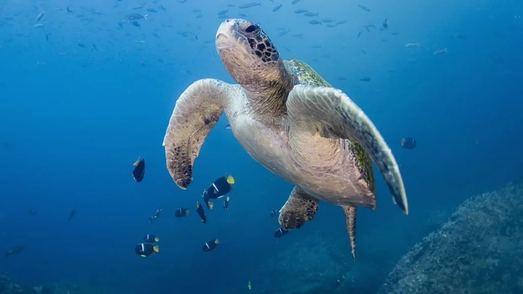 Maine World in Galapagos Islands